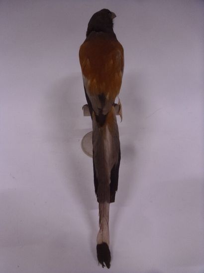 Temia vagabonde (Dendrocitta vagabunda) (NR)...