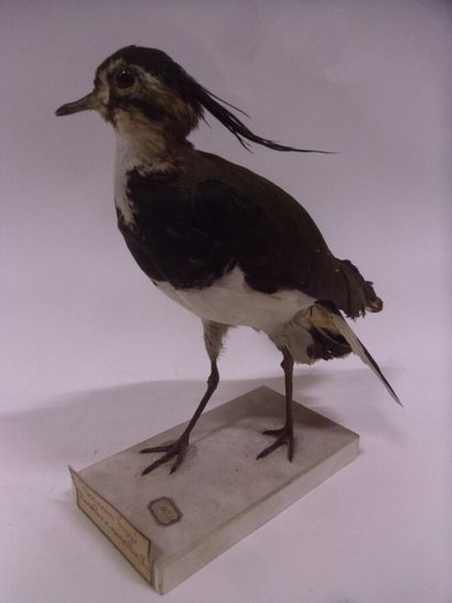 Vanneau huppé (Vanellus vanellus) (CH) :...