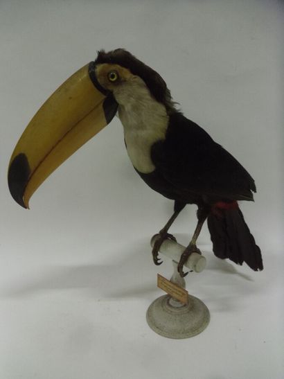 Toucan toco (Ramphastos toco) (II/B-CE) pré-convention...