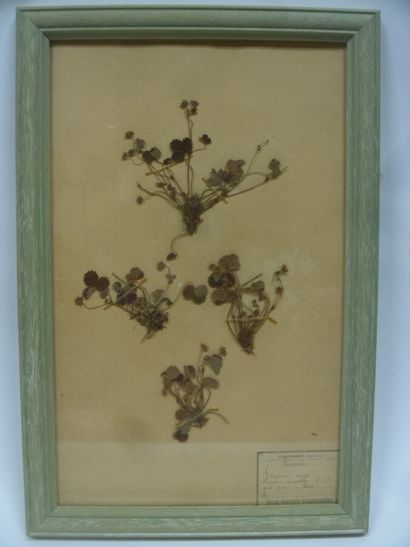 Un cadre vitré contenant une planche d'herbier...
