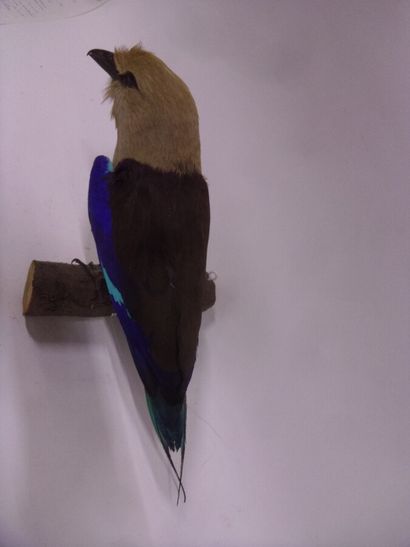 Rollier à ventre bleu (Coracias cyanogaster)...