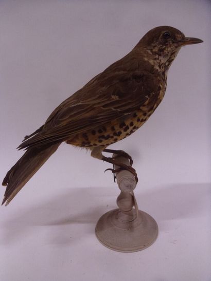 Grive draine (Turdus viscivorus) (CH) : spécimen...