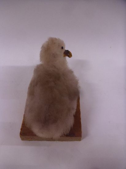 Pétrel fulmar (Fulmarus glacialis) (CE) :...