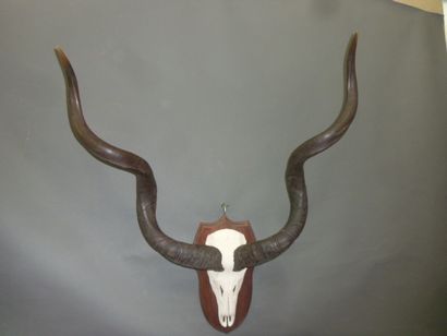 Grand koudou (Tragelaphus strepsiceros) (CH)...
