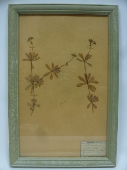 Un cadre vitré contenant une planche d'herbier...