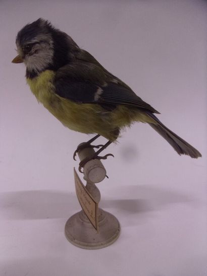 Mésange bleue (Parus caeruleus) (CE) : spécimen...