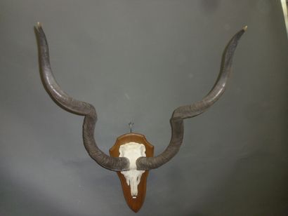 Grand koudou (Tragelaphus strepsiceros) (CH)...