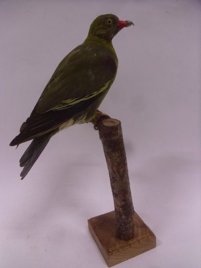 Colombar à front nu (Treron calvus) (NR)...