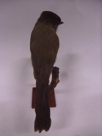 Mésangeai imitateur (Perisoreus infaustus)...
