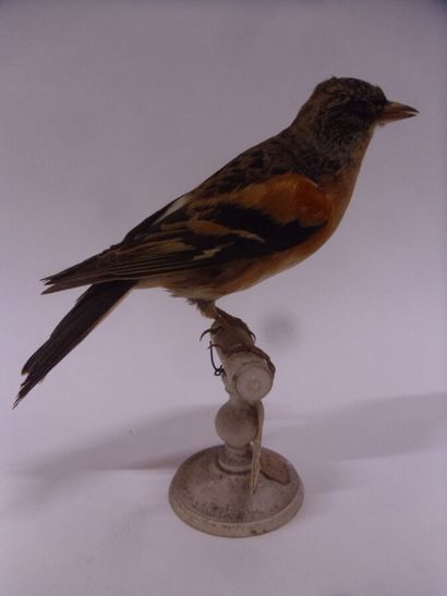 Pinson du Nord (Fringilla montifringilla)...