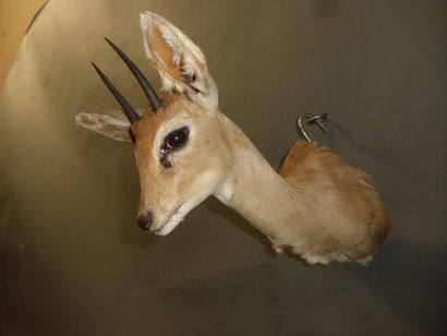 Steenbok (Raphicerus campestris) (CH) : tête...