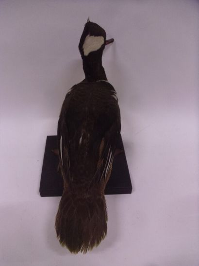 Harle couronné (Mergus cucullatus) (CE) :...