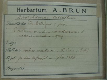 Un cadre vitré contenant une planche d'herbier...