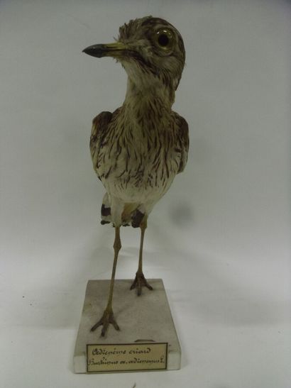 Oedicnème criard (Burhinus oedicnemus) (CE)...