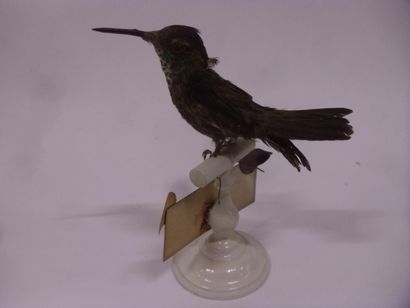Colibri à menton bleu (Chlorostilbon notatus)...