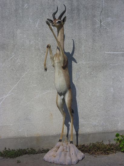 Gazelle de Waller ou Gerenuk (Litocranius...