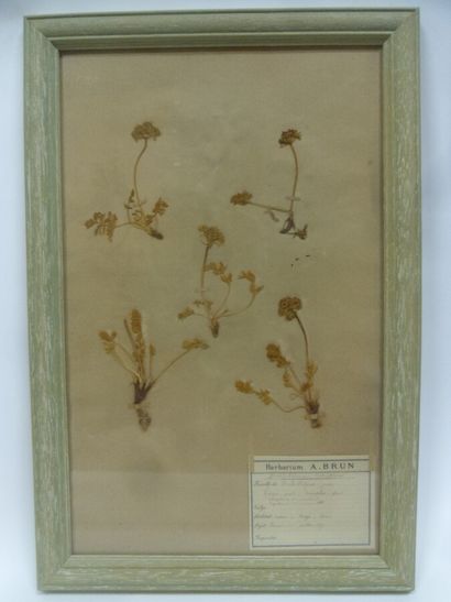 Un cadre vitré contenant une planche d'herbier...