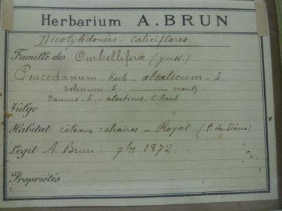 Un cadre vitré contenant une planche d'herbier...