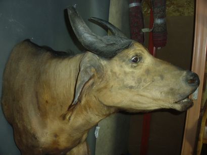 Buffle de savane (Syncerus caffer brachyceros)...
