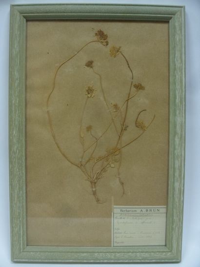 Un cadre vitré contenant une planche d'herbier...