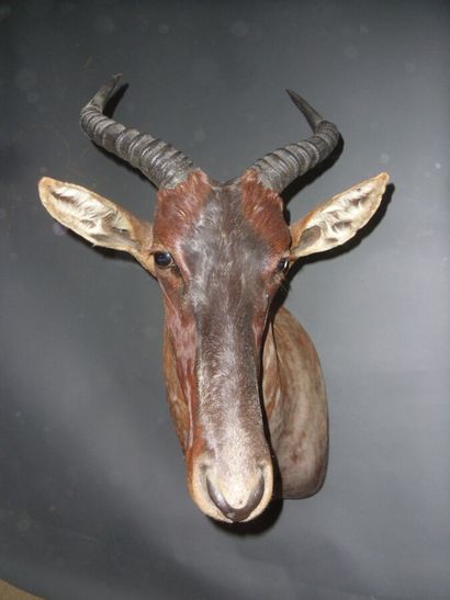 Damalisque sassaby (Damaliscus lunatus) (CH)...