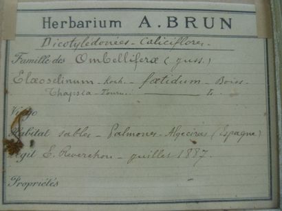 Un cadre vitré contenant une planche d'herbier...