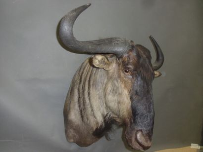 Gnou bleu (Connochaetes taurinus) (CH) :...