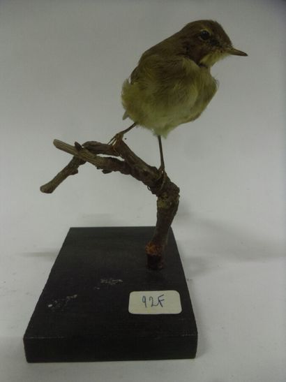 Pouillot véloce (Phylloscopus collybita)...