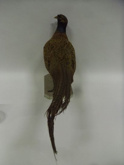Faisan de Colchide (Phasianus colchicus)...