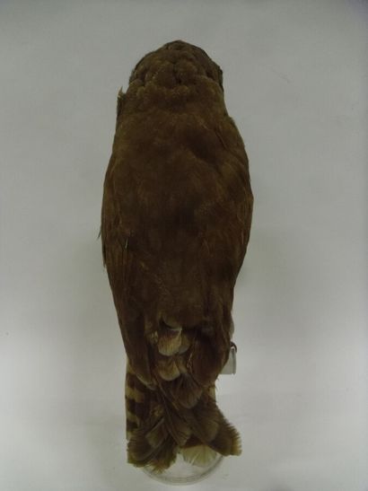 Hibou du Cap (Asio capensis tingitanus) (II/B-CE)...