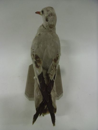 Mouette rieuse (Larus ridibundus) (CE) :...