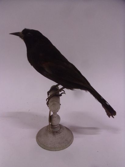 Oriole à galons (Icterus pyrrhopterus) (NR)...