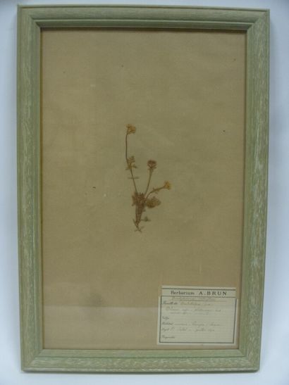 Un cadre vitré contenant une planche d'herbier...
