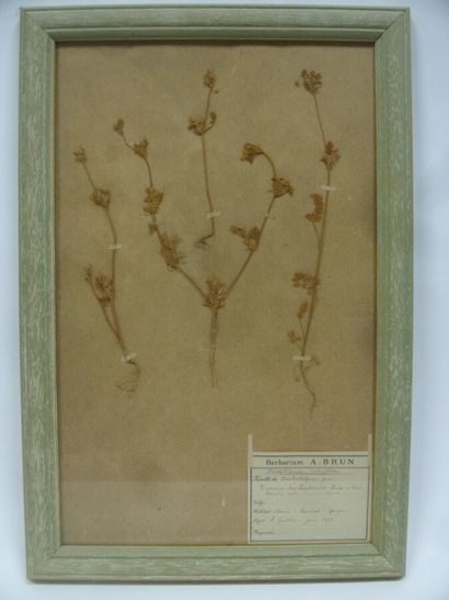 Un cadre vitré contenant une planche d'herbier...