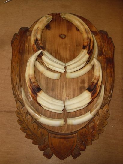 Phacochère d'Afrique (Phacochoerus aethiopicus)...