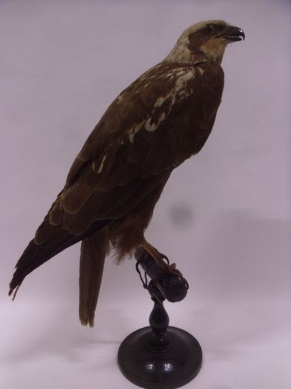 Busard des roseaux (Circus aeruginosus) (II/A)...
