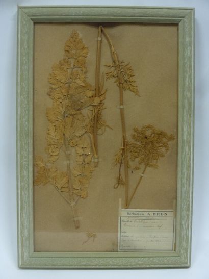 Un cadre vitré contenant une planche d'herbier...