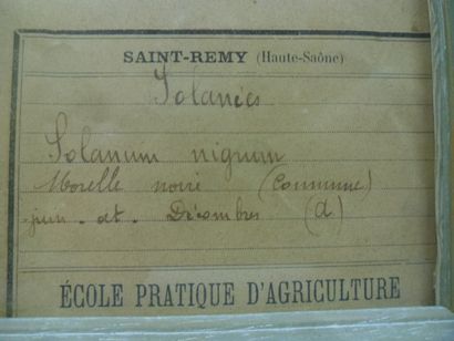 Un cadre vitré contenant une planche d'herbier...