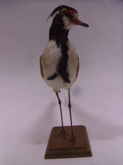 Vanneau à tête noire (Vanellus tectus) (NR)...