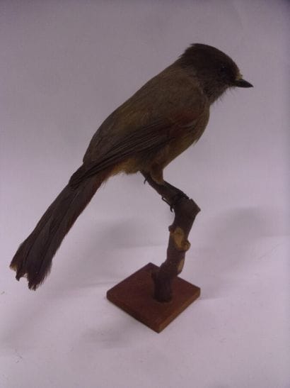 Mésangeai imitateur (Perisoreus infaustus)...