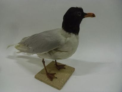Mouette mélanocéphale (Larus melanocephalus)...