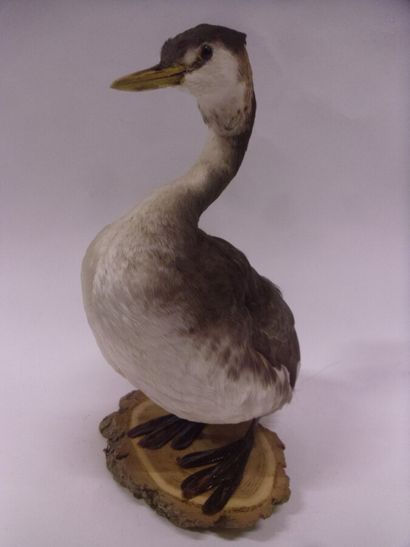 Grèbe huppée (Podiceps cristatus) (CH) :...