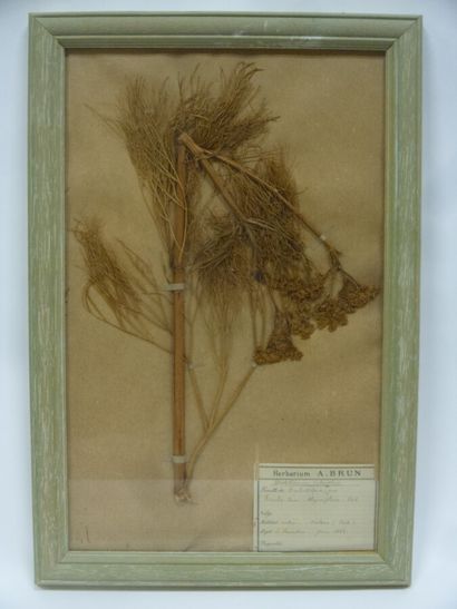 Un cadre vitré contenant une planche d'herbier...