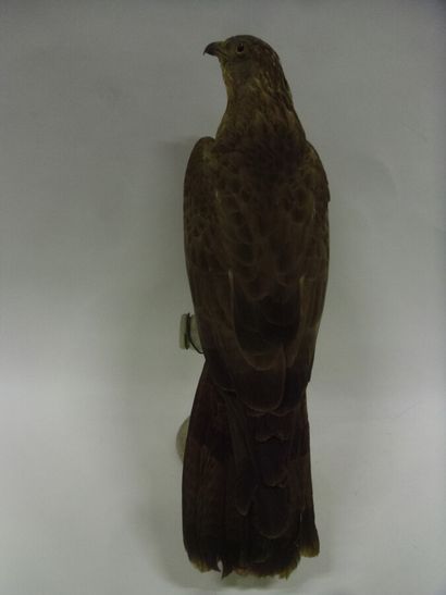 Bondrée apivore (Pernis apivorus) (II/A-CE)...