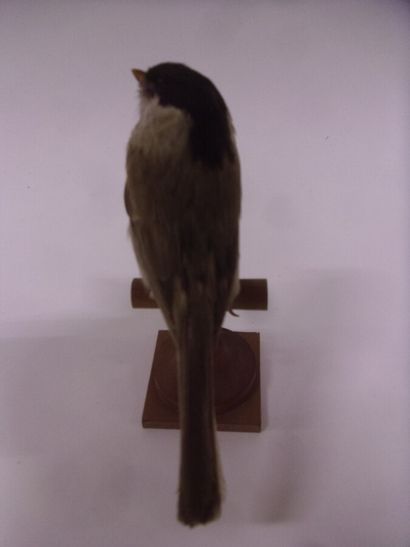 Mésange nonnette (Parus palustris) (CE) :...