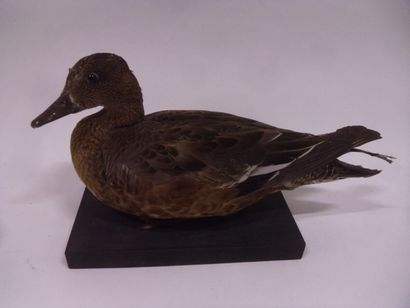 Canard siffleur (Anas penelope) (CH) : spécimen...