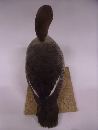 Garrot à oeil d'or (Bucephala clangula) (CH)...