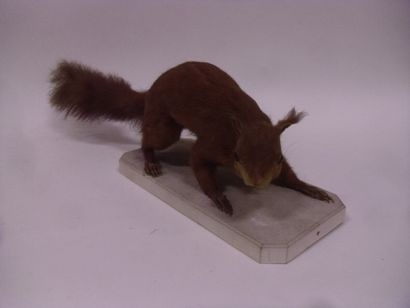Ecureuil roux (Sciurus vulgaris) (CE) : spécimen...