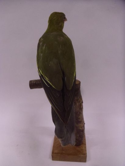Colombar à front nu (Treron calvus) (NR)...