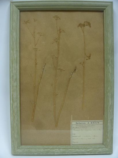 Un cadre vitré contenant une planche d'herbier...